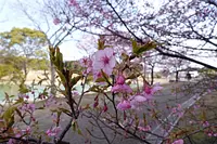亀山サンシャインパークの河津桜
