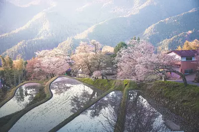 Photo guide for “Mitaki no Sakura”, one of the most famous cherry blossom viewing spots in Mie Prefecture!