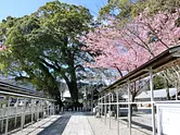 尾鷲神社の河津桜