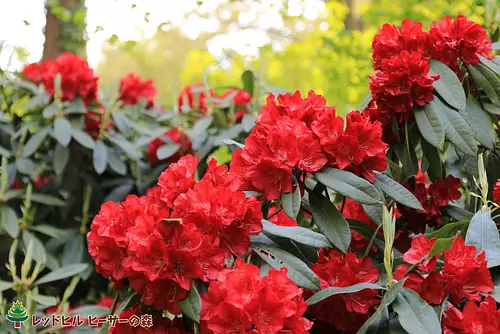 Rhododendron (taken on April 20, 2018)