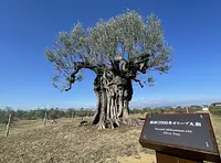 樹齢2000年オリーブ大樹