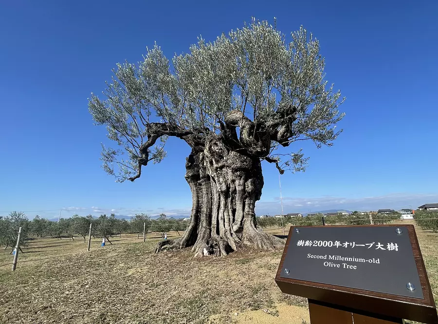 樹齡2000年的橄欖大樹
