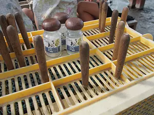 Recolección de shiitake de troncos de la granja de hongos Mokumoku [se lleva a cabo los sábados, domingos y feriados]