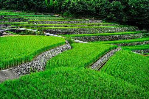 Présentation de l&#39;histoire et des points forts du Dandanda de Fukano, l&#39;une des 100 plus belles rizières en terrasses du Japon