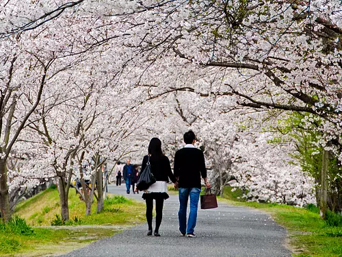 Cerezos en flor en el río Miyagawa ①