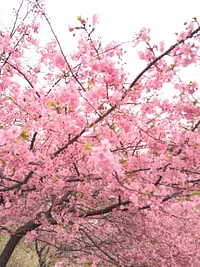 Fleurs de cerisier Kawazu au parc Kawamura Zuiken