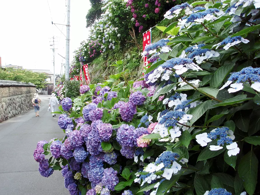 เทศกาลดอกไฮเดรนเยียที่วัดไดจิจิ