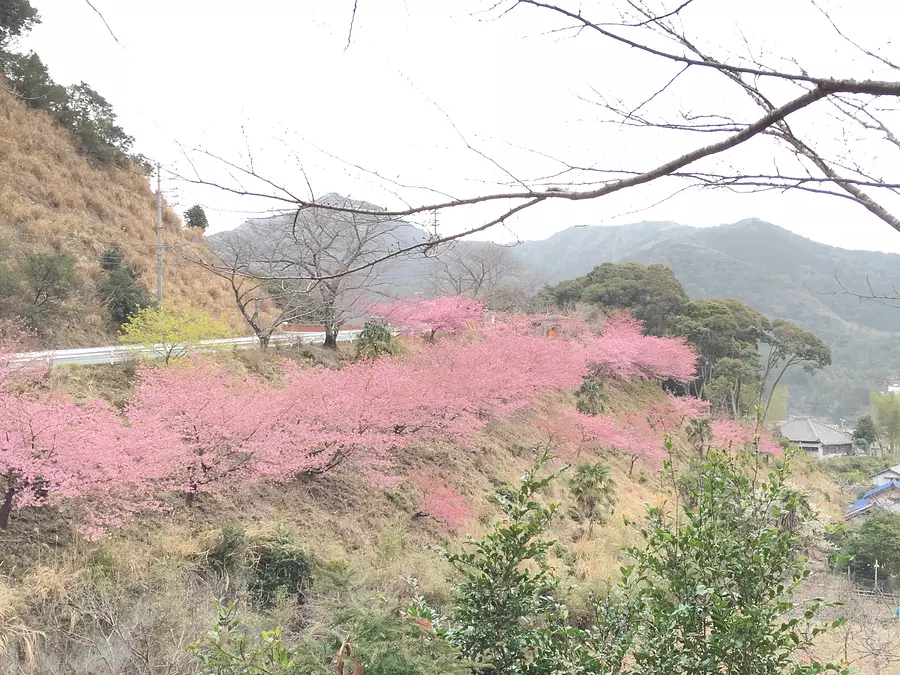 Los cerezos en flor Kawazu en el parque ZuikenKawamura