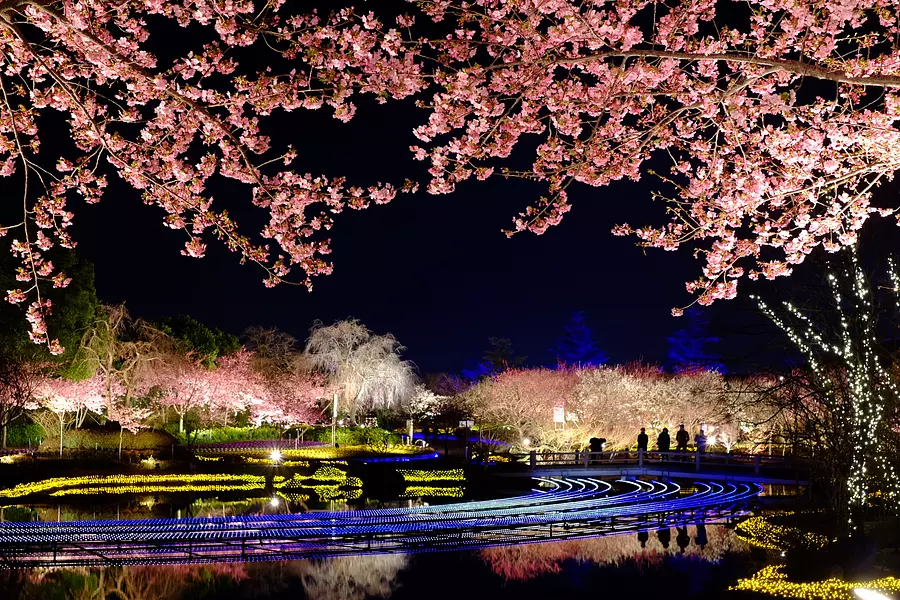 華やかな夜桜