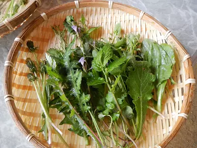 山菜