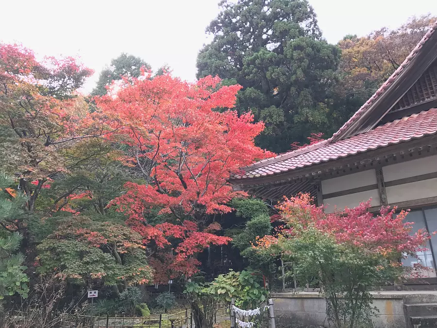 Mt. Narutani Maple leaves at Shohoji Temple