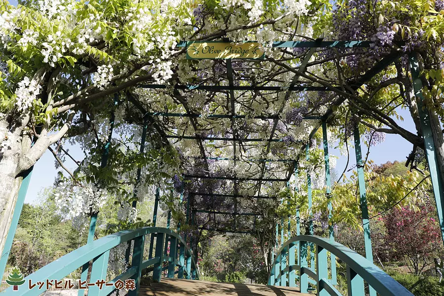 オリーブ橋とフジの花（2017年4月28日 撮影）