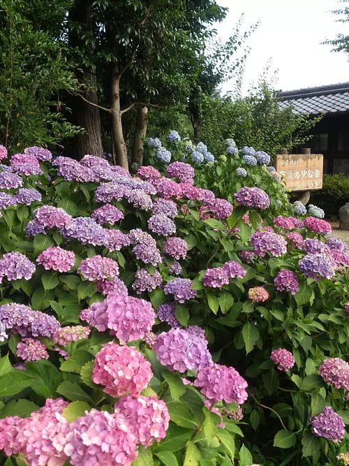 Hortensia du parc Manyo no Sato