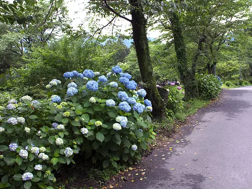 观音山公园的绣球花 (1)