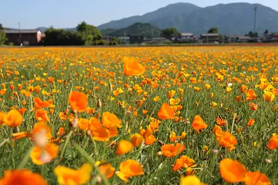 ¡Vi un hermoso campo de flores en Hanakaido en Ise! Información detallada sobre el acceso ♪