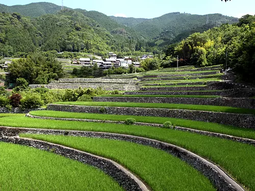 深野だんだん田①