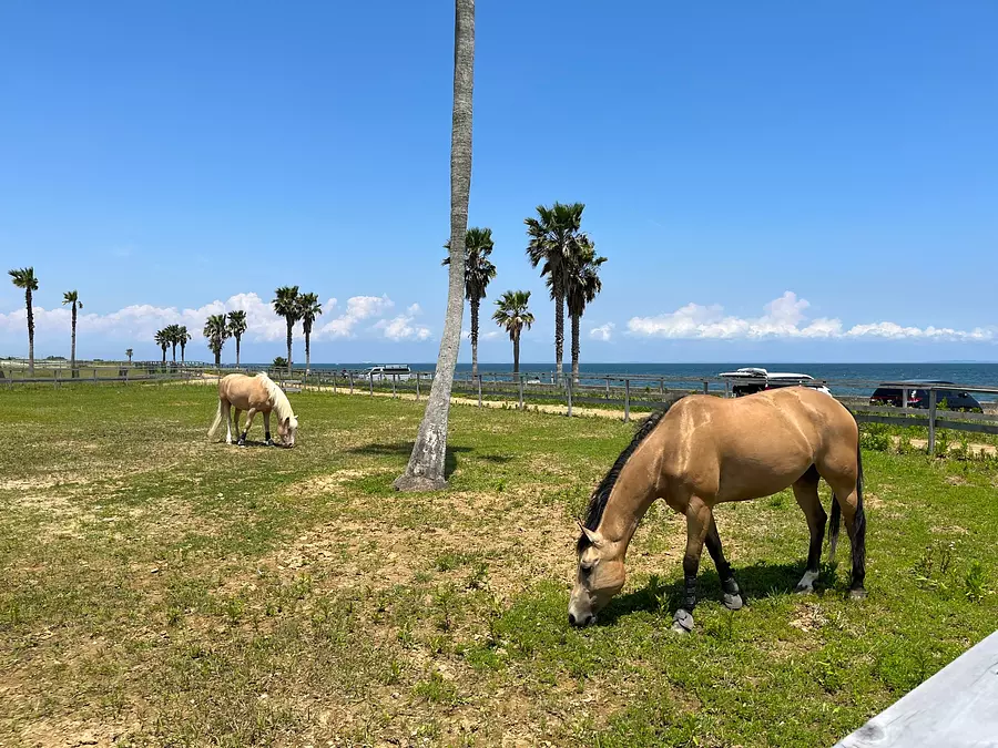 Pasture with sea view