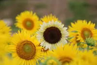 志摩市（ShimaCity）观光农场的向日葵