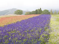 Jardin d&#39;herbes aromatiques du Menard Aoyama Resort