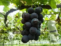 Recogida de uvas en el pueblo turístico Lago Shorenji