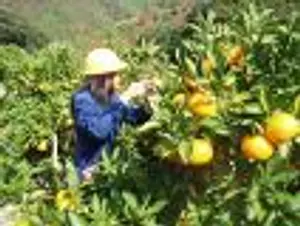 Recolección de naranjas en el pueblo de Naizeshizen