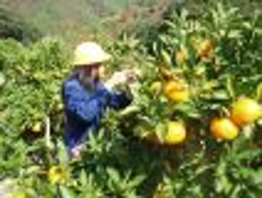 Naizeshizen Village Orange Picking