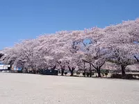 旭化成の桜