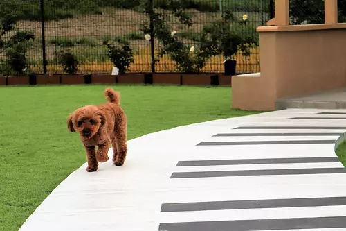 สุนัขวิ่งเปิดแล้วที่ &quot;Garden &amp; Dog&quot; ใน &quot;Rosa Garden&quot; ของ เมืองอาซาฮี（AsahiTown）! ต่อไปนี้เป็นจุดที่แนะนำให้ใช้เวลาร่วมกับสุนัขของคุณ