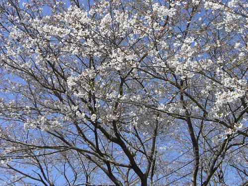 Fleurs de cerisier sur la route nationale 260