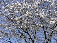 国道260号線の桜