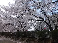 Asahi Kasei cherry blossoms