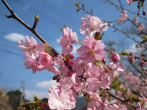 Fleurs de cerisier Kawazu au parc Kawamura Zuiken