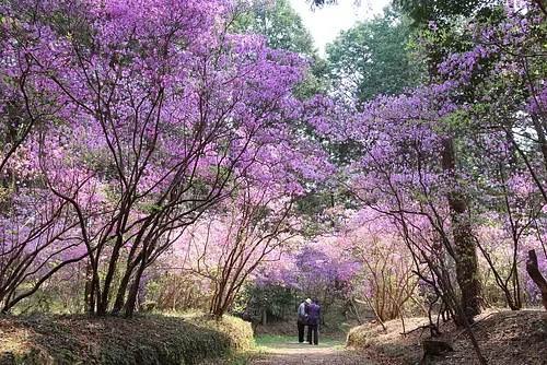 伊奈冨神社のつつじまつり