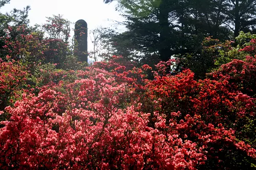 Azaleas surrounding Mokkoyama