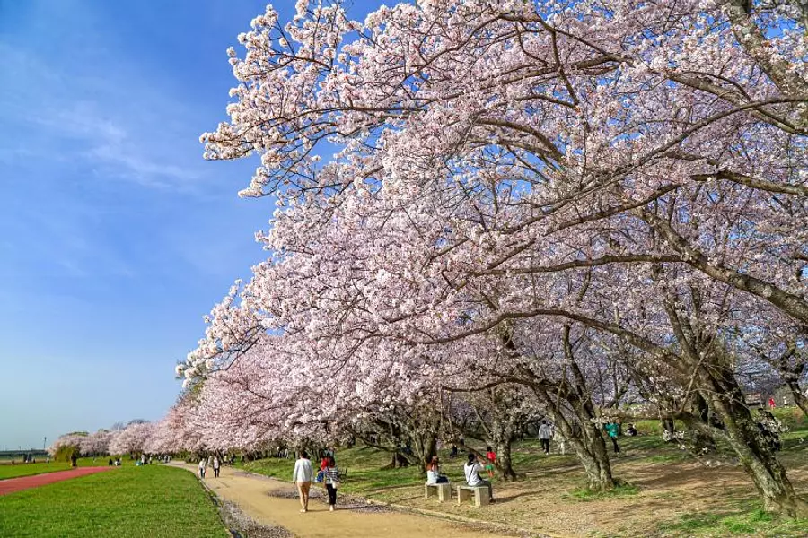 Les cerisiers en fleurs le long de la rivière Miyagawa forment une impressionnante rangée de cerisiers en fleurs ! Présentation des parkings, des illuminations et des périodes de floraison