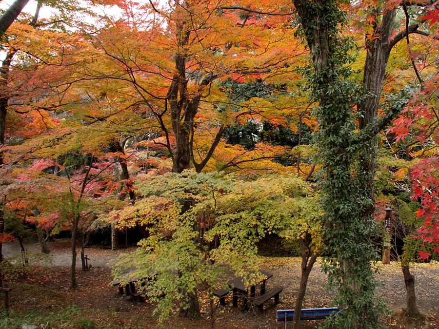 Garganta de Miyazuma Valle Momiji durante la temporada de hojas de otoño ①