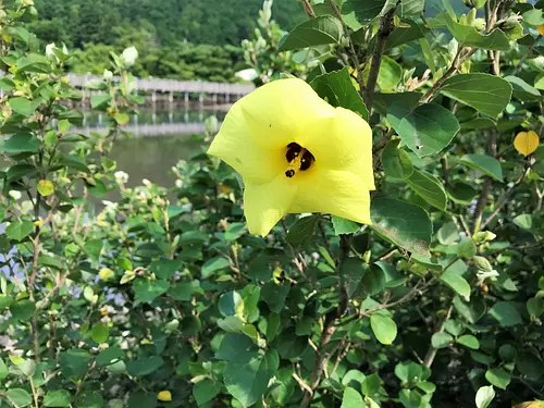 Hamabou at Katakami Pond