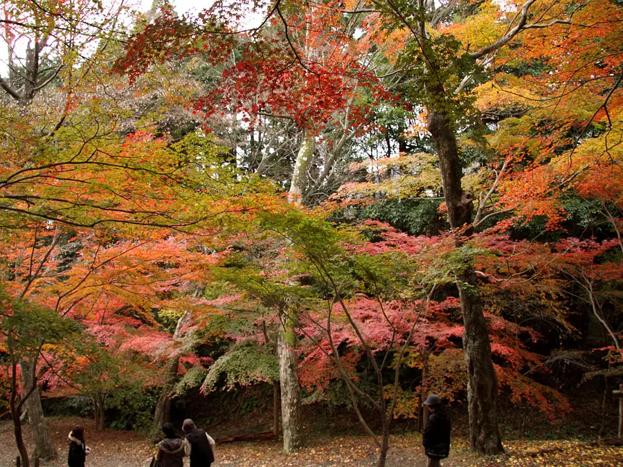 紅葉シーズンの宮妻峡もみじ谷②