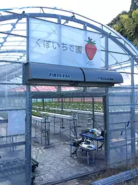 Kubo Strawberry Farm