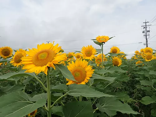 Campo de girasoles en Nishitoyohama-cho ciudad de Ise