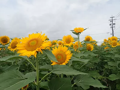 Sunflower field in Nishitoyohama-cho IseCity