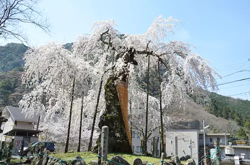 Bodhisattva cherry blossoms (weeping cherry blossoms)