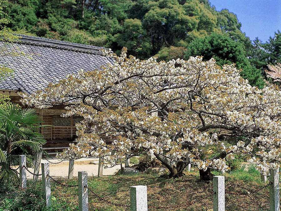 Ryūōzakura del templo Chotokuji③