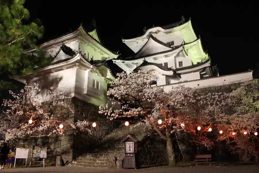 Cherry blossoms at night at Iga Ueno Castle