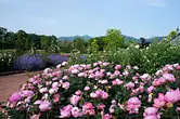 松阪農業公園ベルファームのバラ