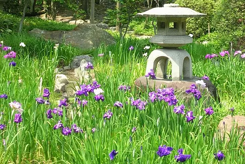 Jardín de Moroto y lirios.