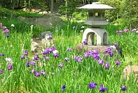 Moroto garden and irises