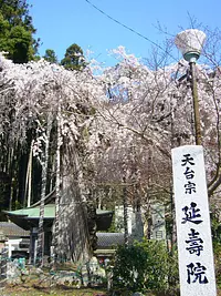 Fleurs de cerisier pleureurs au temple Enjuin