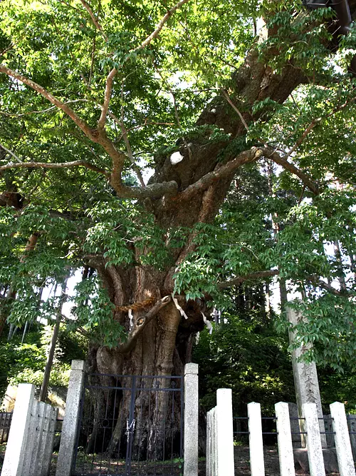 椋本の大椋①