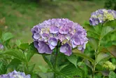 穴虫の郷のアジサイとハス